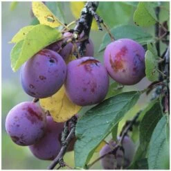 Prunier Reine Claude Violette Gobelet -Jardinoux Soldes Magasin 71372 004