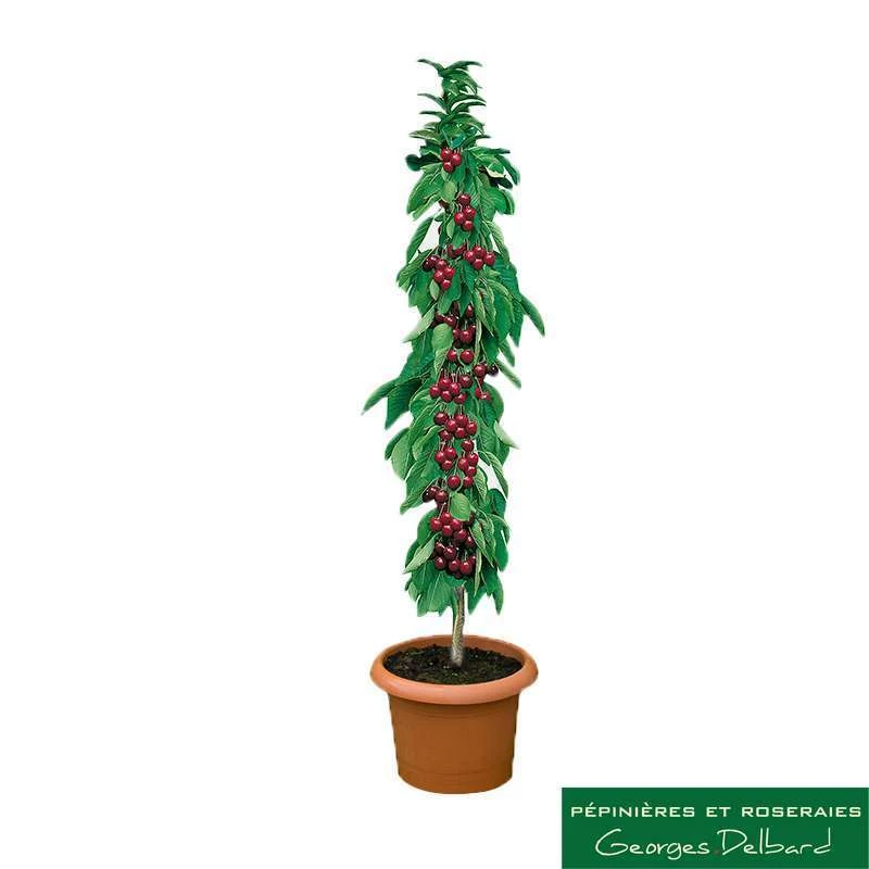 Cerisier Colonnaire Hong Kong® 4 Cerisier Colonnaire Hong Kong® – Image 2