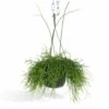 Rhipsalis Baccifera - H30cm, ø12cm - Plante D'intérieur Tombante -Jardinoux Soldes Magasin 7338a3f67f22cf38