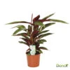 Calathea D17H65cm -Jardinoux Soldes Magasin 739759 001