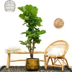Ficus Lyrata Xxl - H160cm, ø30cm - Très Grande Plante D'intérieur -Jardinoux Soldes Magasin 74401ca0208fff45