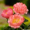 Botte De 3 Pivoines Coral Sunset H.50cm -Jardinoux Soldes Magasin 748903 1304392