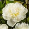 Botte De 3 Pivoines Duchesse Nemours H.50cm 2 Botte De 3 Pivoines Duchesse Nemours H.50cm -Jardinoux Soldes Magasin 748905 1304395