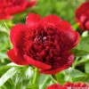 Botte De 3 Pivoines Red Charm H.50cm 2 Botte De 3 Pivoines Red Charm H.50cm -Jardinoux Soldes Magasin 748907 1304401