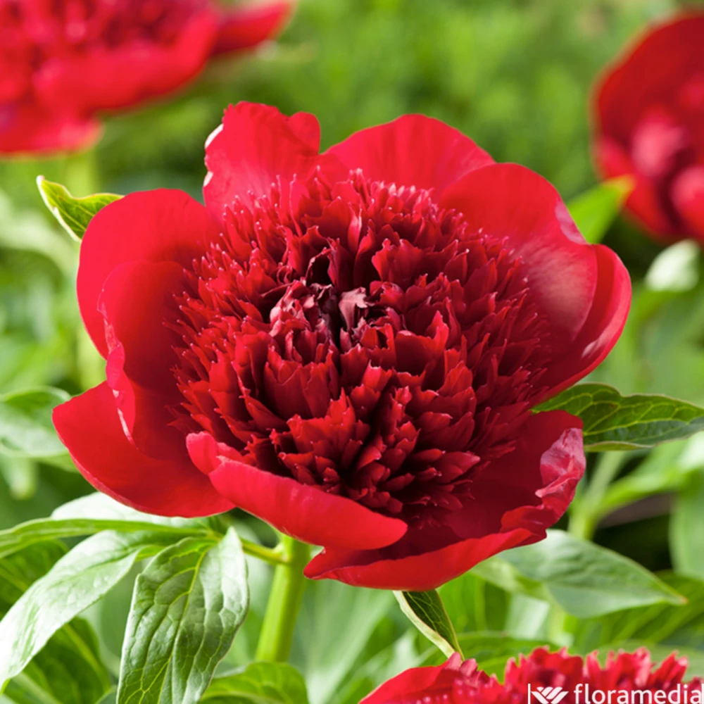 Botte De 3 Pivoines Red Charm H.50cm 3 Botte De 3 Pivoines Red Charm H.50cm