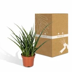 Sansevieria Fernwood Punk - H30cm, ø12cm - Plante D'intérieur Sans Entretien -Jardinoux Soldes Magasin 74e4a547941876d2