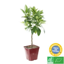 Oranger Moro : AB C3L -Jardinoux Soldes Magasin 750101 002