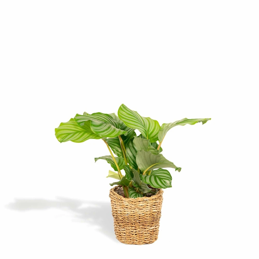 Calathea Orbifolia Et Son Panier Naturel - H40cm, ø14 Cm - Plante D'intérieur 3 Calathea Orbifolia Et Son Panier Naturel - H40cm, ø14 Cm - Plante D'intérieur