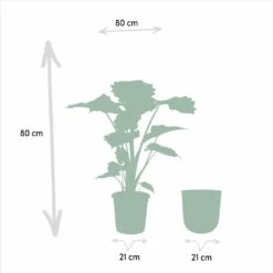 L'alocasia Portodora Et Son Cache-pot Doré - H80cm, ø21cm - Grande Plante D'intérieur -Jardinoux Soldes Magasin 7615aad5a5982523