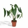 Alocasia Zebrina - H75cm, ø19cm - Grande Plante D'intérieur -Jardinoux Soldes Magasin 76aafd834218267f