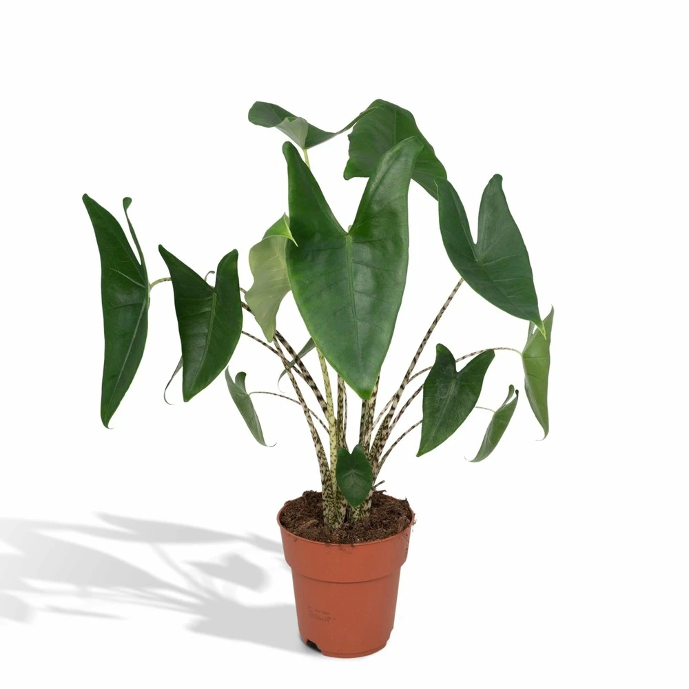 Alocasia Zebrina - H75cm, ø19cm - Grande Plante D'intérieur 3 Alocasia Zebrina - H75cm, ø19cm - Grande Plante D'intérieur