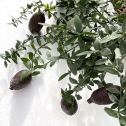 Citron Caviar H140/160cm : C35L -Jardinoux Soldes Magasin 784972 006