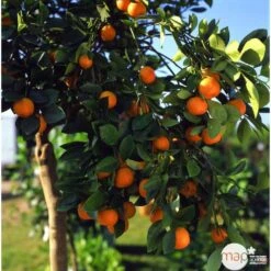 Clémentinier H140/160cm : C35L -Jardinoux Soldes Magasin 784975 003