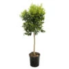 Clémentinier H140/160cm : C35L -Jardinoux Soldes Magasin 784975 1765222