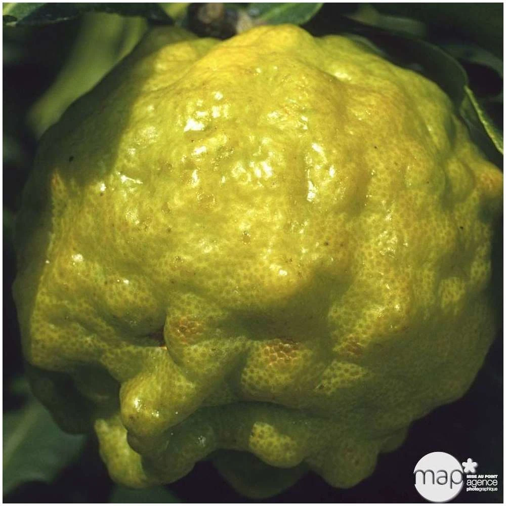 Combava H140/160cm : C35L 4 Combava H140/160cm : C35L – Image 2