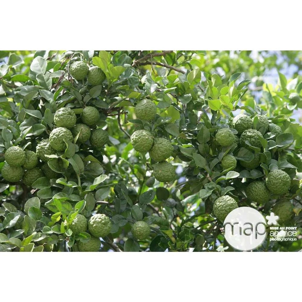 Combava H140/160cm : C35L 3 Combava H140/160cm : C35L