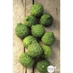 Combava H140/160cm : C35L 7 Combava H140/160cm : C35L -Jardinoux Soldes Magasin 784976 003