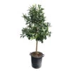 Citronnier Rouge (Osbeck) : H.140/160cm Pot 35L 1 Citronnier Rouge (Osbeck) : H.140/160cm Pot 35L -Jardinoux Soldes Magasin 784979 1765252