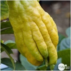 Main De Bouddha : H.140/160cm C35L 7 Main De Bouddha : H.140/160cm C35L -Jardinoux Soldes Magasin 784980 001