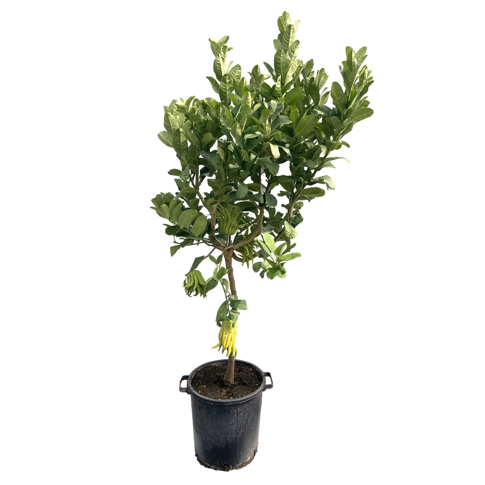 Main De Bouddha : H.140/160cm C35L 4 Main De Bouddha : H.140/160cm C35L – Image 2