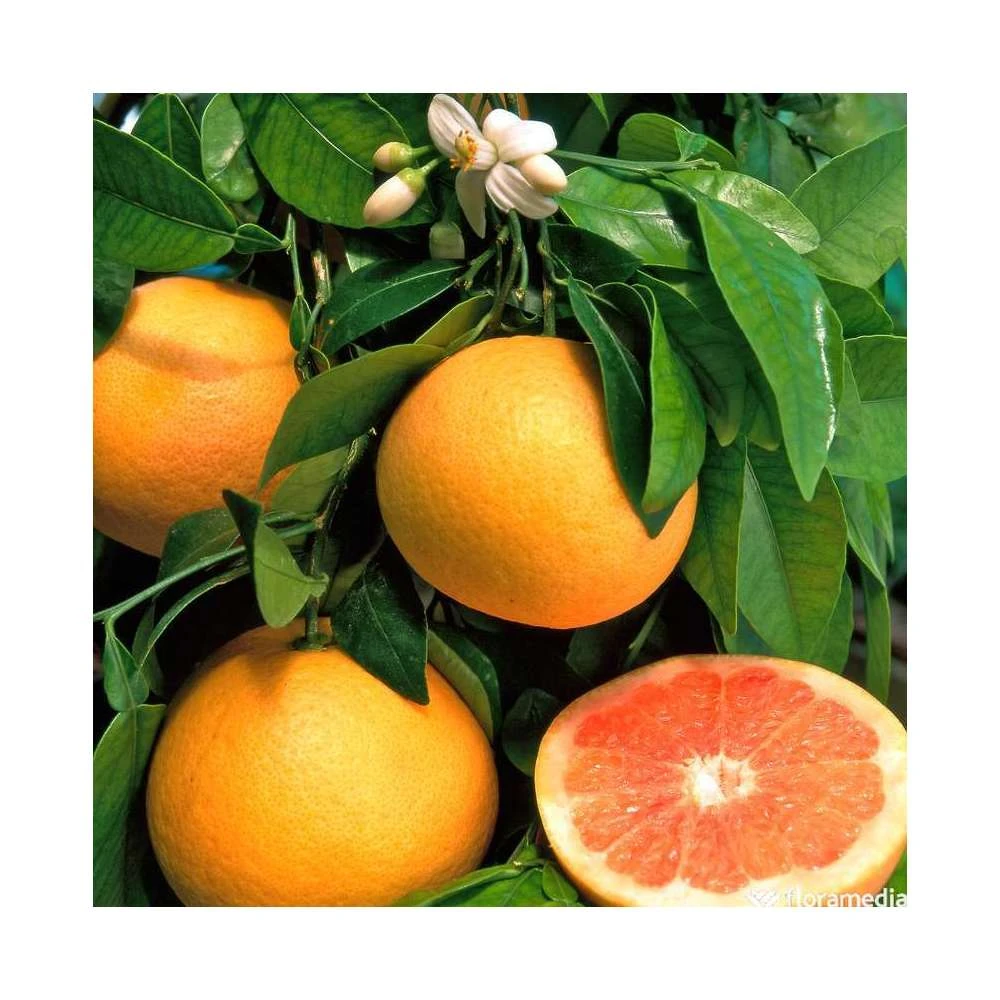 Pomelo à Chair Rose 'Star Ruby' :h.140/160cm 3 Pomelo à Chair Rose 'Star Ruby' :h.140/160cm