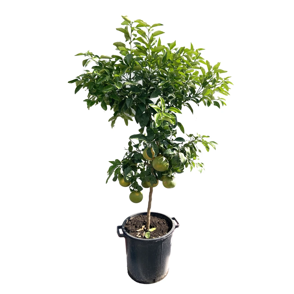 Pomelo à Chair Rose 'Star Ruby' :h.140/160cm 4 Pomelo à Chair Rose 'Star Ruby' :h.140/160cm – Image 2