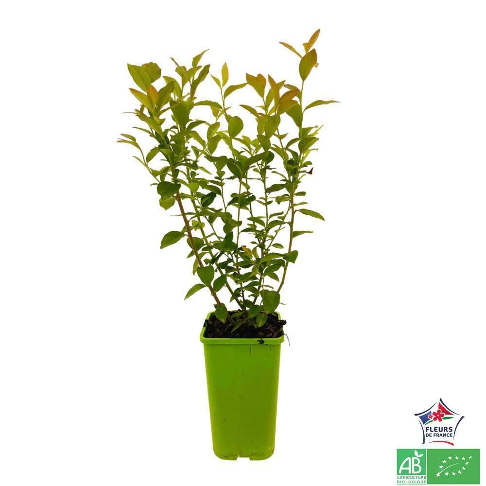 Myrtillier 'Brigitta Blue' Bio : Pot De 1,5 Litres 3 Myrtillier 'Brigitta Blue' Bio : Pot De 1,5 Litres