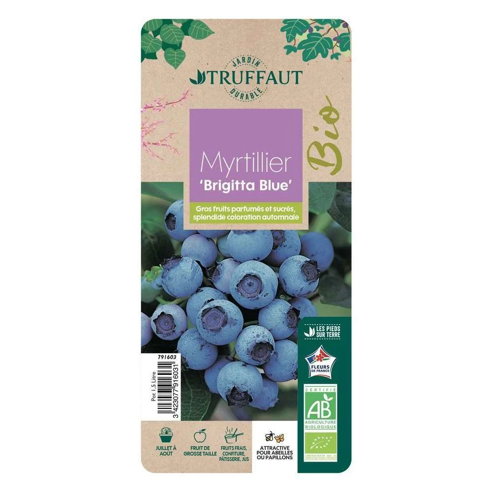 Myrtillier 'Brigitta Blue' Bio : Pot De 1,5 Litres 4 Myrtillier 'Brigitta Blue' Bio : Pot De 1,5 Litres – Image 2