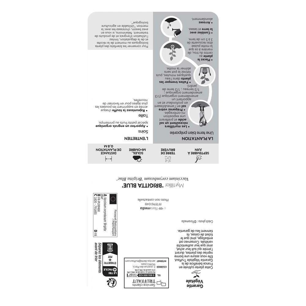 Myrtillier 'Brigitta Blue' Bio : Pot De 1,5 Litres 5 Myrtillier 'Brigitta Blue' Bio : Pot De 1,5 Litres – Image 3