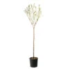 Amandier 'Lauranne'® : 1/2 Tige Pot 15L -Jardinoux Soldes Magasin 798486 1693486