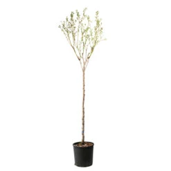 Amandier 'Lauranne'® : 1/2 Tige Pot 15L