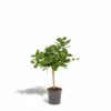 Ficus Benghalensis - H75cm, ø21cm - Grande Plante D'intérieur -Jardinoux Soldes Magasin 7f551ab0c884cf3a