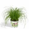 Herbe à Chat - H20cm, ø12cm - Plante D'intérieur 1 Herbe à Chat - H20cm, ø12cm - Plante D'intérieur -Jardinoux Soldes Magasin 812e1731a220e772