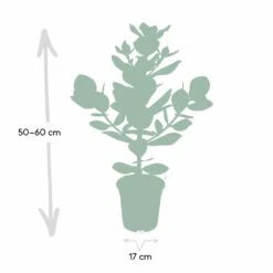 Clusia Princess - H60cm, ø12cm - Plante D'intérieur -Jardinoux Soldes Magasin 822e93dc32367413