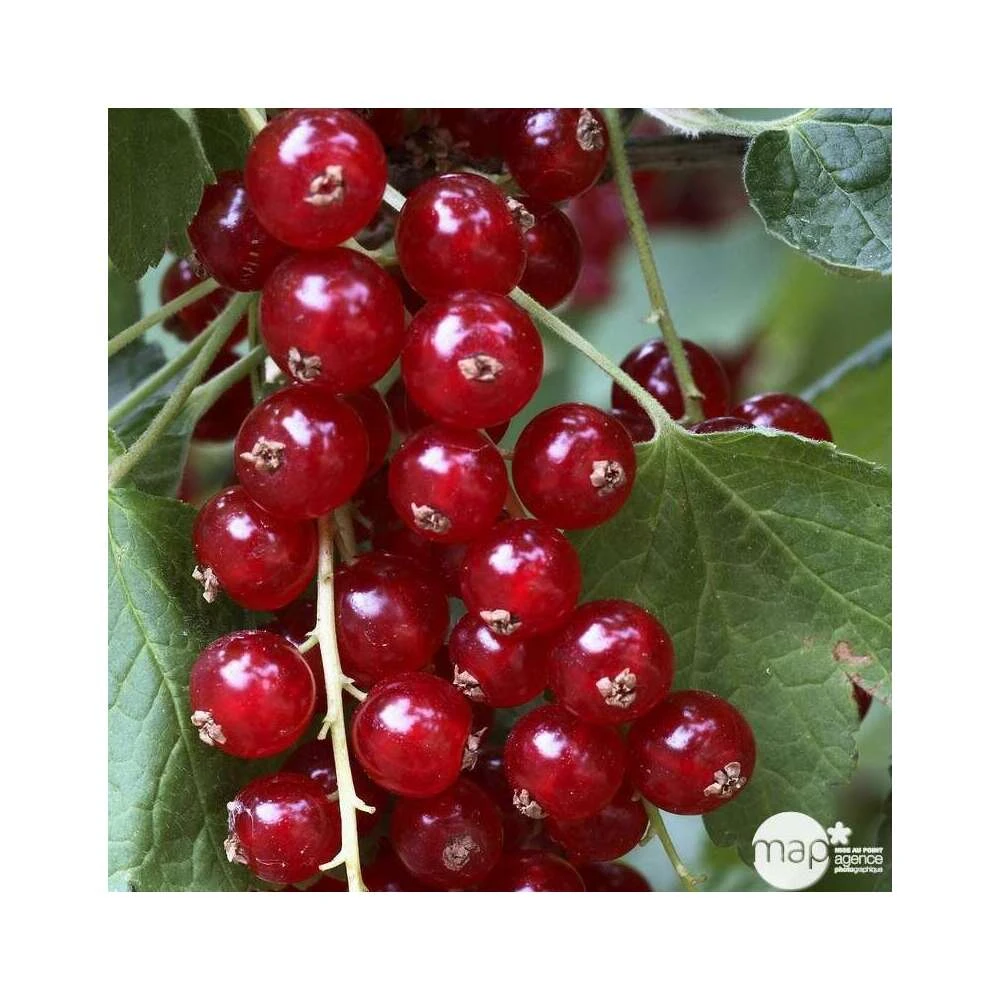 Groseillier à Grappes 'Jonkheer Van Tets' Bio: Pot 1,5 Litres 3 Groseillier à Grappes 'Jonkheer Van Tets' Bio: Pot 1,5 Litres