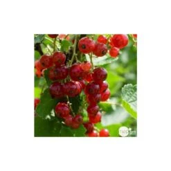 Jardinoux Soldes Magasin -Jardinoux Soldes Magasin 827044 003