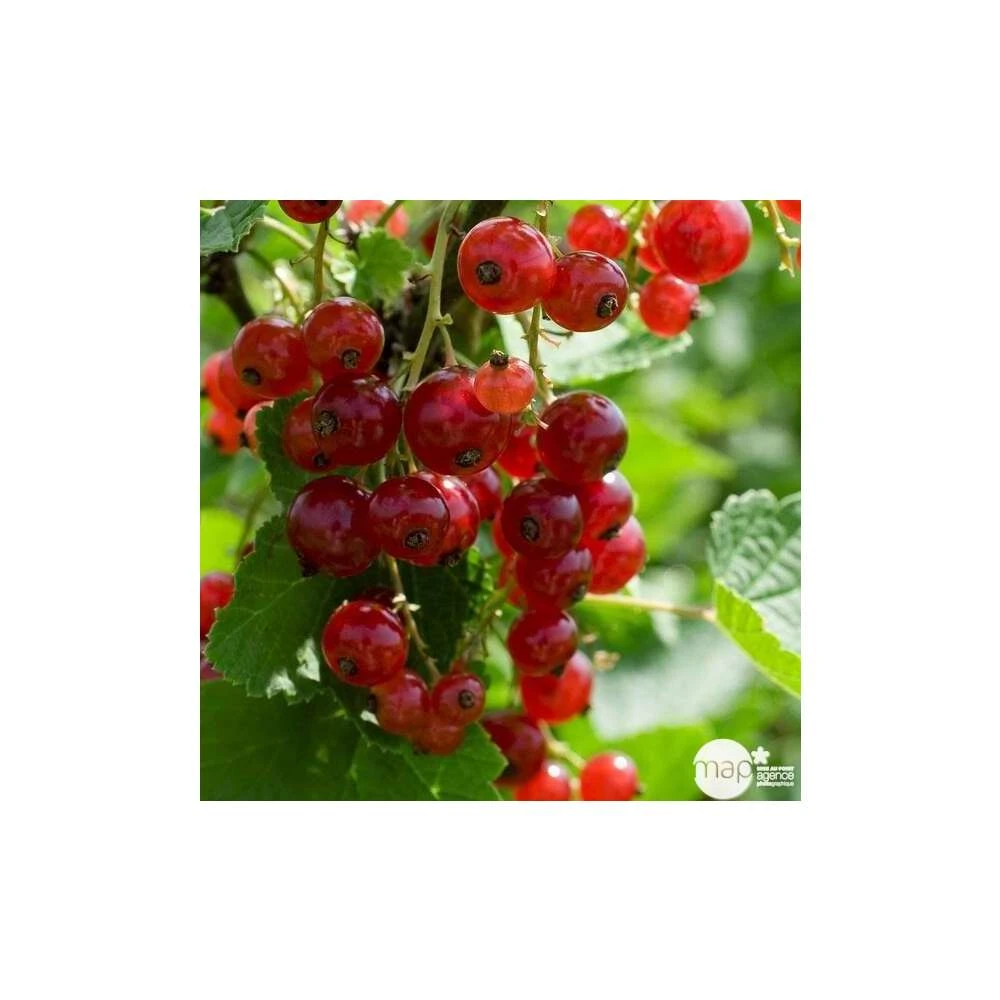 Groseillier à Grappes 'Jonkheer Van Tets' Bio: Pot 1,5 Litres 4 Groseillier à Grappes 'Jonkheer Van Tets' Bio: Pot 1,5 Litres – Image 2