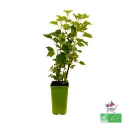 Groseillier à Grappes 'Jonkheer Van Tets' Bio: Pot 1,5 Litres 9 Groseillier à Grappes 'Jonkheer Van Tets' Bio: Pot 1,5 Litres -Jardinoux Soldes Magasin 827044 004