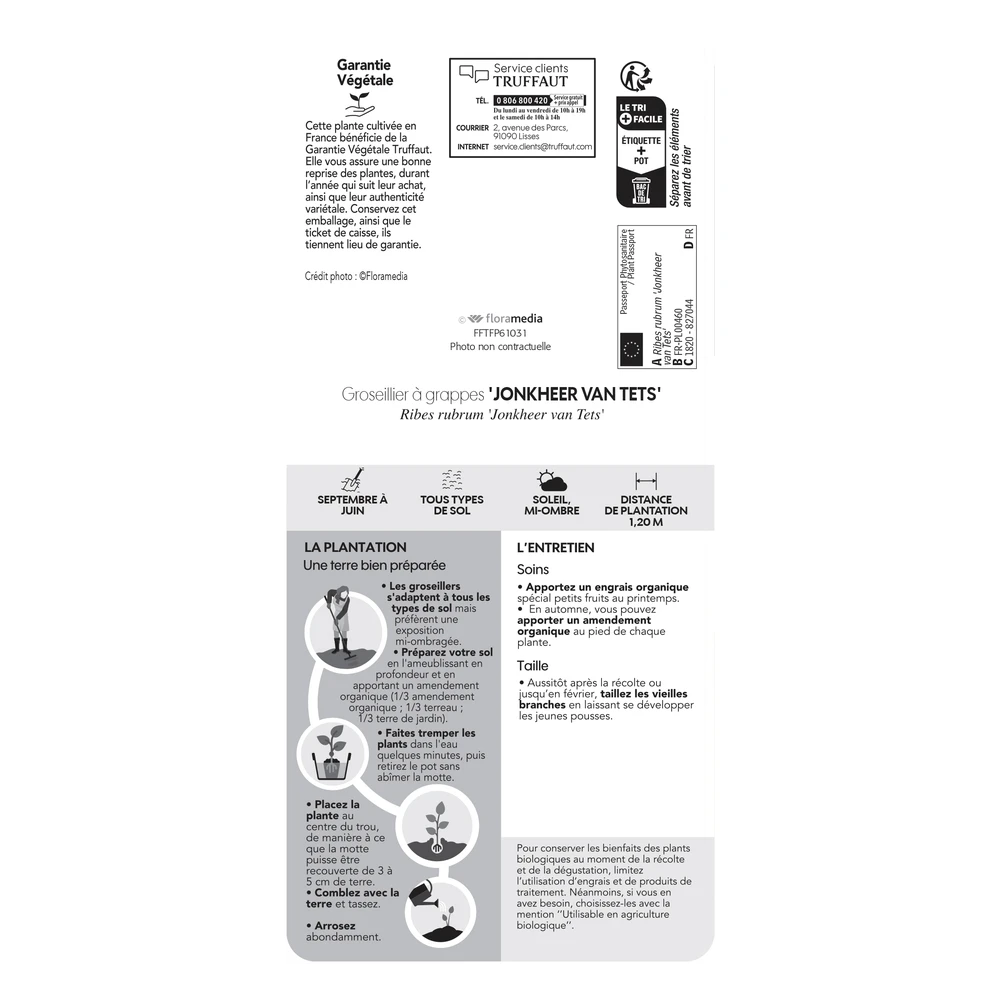 Groseillier à Grappes 'Jonkheer Van Tets' Bio: Pot 1,5 Litres 7 Groseillier à Grappes 'Jonkheer Van Tets' Bio: Pot 1,5 Litres – Image 5