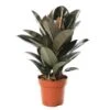 Ficus Elastica 'Abidjan': D.24xh.75cm -Jardinoux Soldes Magasin 827090 002