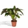 Calathea Flamestar - H75cm, ø19cm - Grande Plante D'intérieur -Jardinoux Soldes Magasin 8305d2368c2237a1