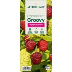 Framboisier Groovy®'Jdeboer005':pot 5L -Jardinoux Soldes Magasin 831270 006