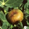 Figuier 'Madeleine Des 2 Saisons':pot 5L 1 Figuier 'Madeleine Des 2 Saisons':pot 5L -Jardinoux Soldes Magasin 831275 001