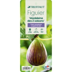 Figuier 'Madeleine Des 2 Saisons':pot 5L -Jardinoux Soldes Magasin 831275 1432960