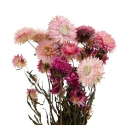 Bouquet De Fleurs Séchées Helichrysum Rose 6 Bouquet De Fleurs Séchées Helichrysum Rose -Jardinoux Soldes Magasin 837659 1697287