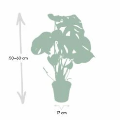 Monstera Deliciosa - H55cm, ø17cm - Plante D'intérieur 10 Monstera Deliciosa - H55cm, ø17cm - Plante D'intérieur -Jardinoux Soldes Magasin 862e05acb316ed9e