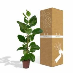 Ficus Altissima - H85cm, ø21cm - Grande Plante D'intérieur -Jardinoux Soldes Magasin 86f7d577990ab096