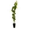 Vigne Muscat Bleu : AB Pot 3L 1 Vigne Muscat Bleu : AB Pot 3L -Jardinoux Soldes Magasin 872146 001