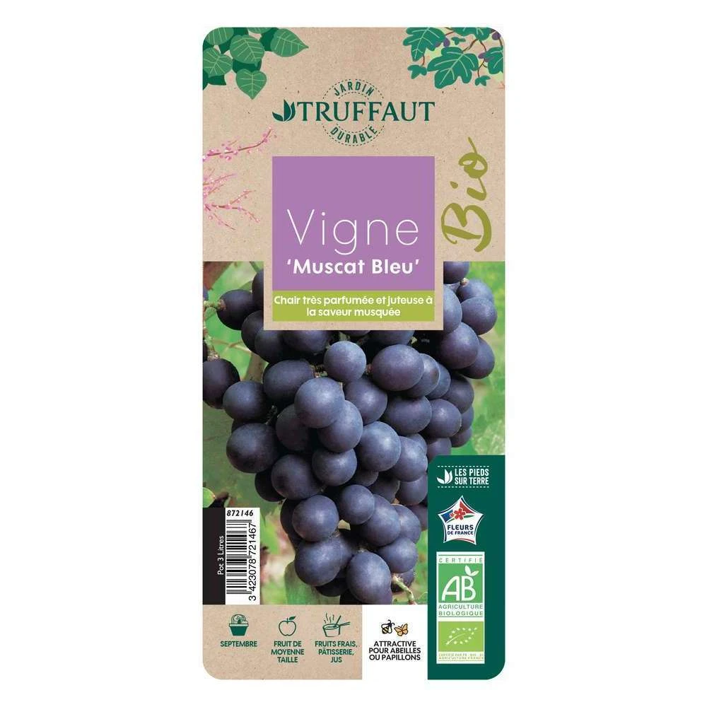 Vigne Muscat Bleu : AB Pot 3L 4 Vigne Muscat Bleu : AB Pot 3L – Image 2