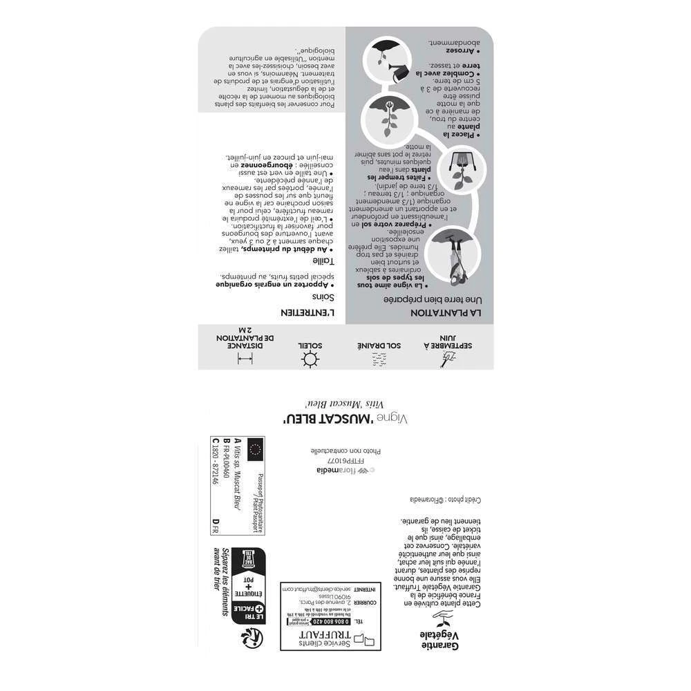 Vigne Muscat Bleu : AB Pot 3L 5 Vigne Muscat Bleu : AB Pot 3L – Image 3